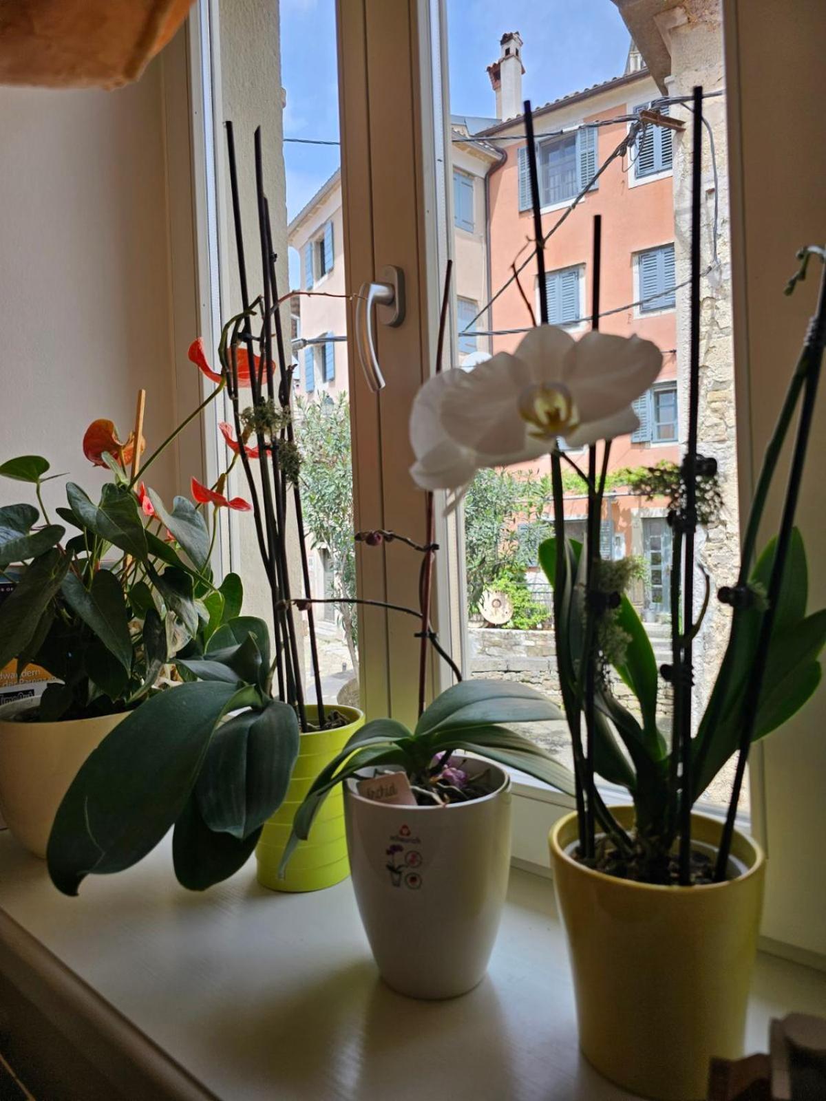 Guesthouse Villa Marija Motovun Εξωτερικό φωτογραφία